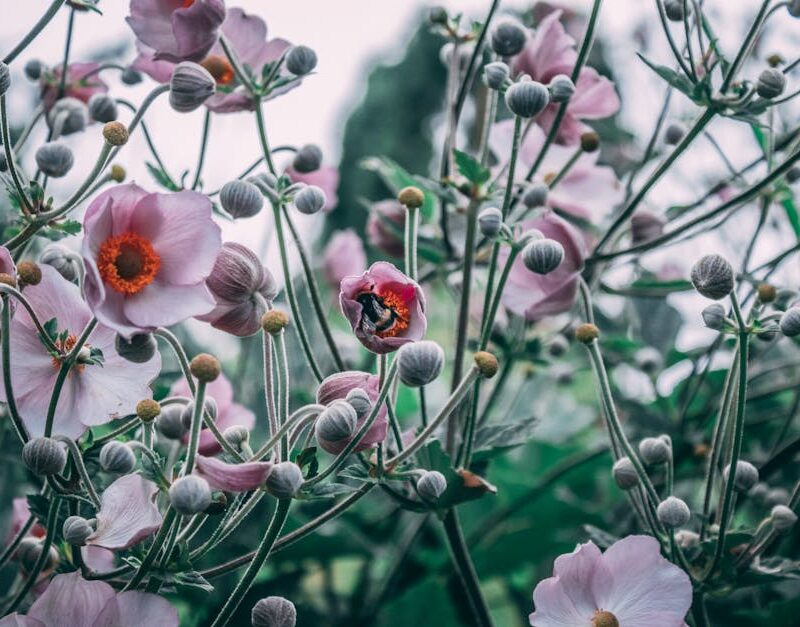 Flowers & Plants - Close-up of pink Japanese Anemones with a bee in #35657562