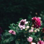 Flowers & Plants - Bright pink dahlias against a dark, moody backgr #35657724