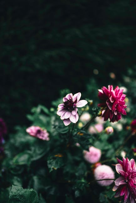 Flowers & Plants - Bright pink dahlias against a dark, moody backgr #35657724