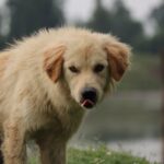 Cute Pets - A charming fluffy dog enjoying the outdoors, dep #36137803