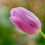 Flowers & Plants - A vibrant pink tulip bloom captured in a garden #36766744