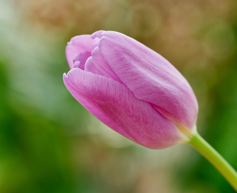 Flowers & Plants - A vibrant pink tulip bloom captured in a garden #36766744