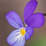 Flowers & Plants - Discover the delicate beauty of a purple Viola f #4055721