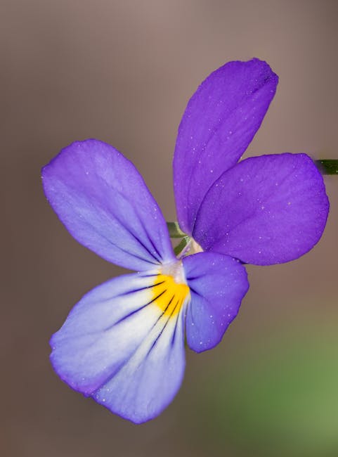 Flowers & Plants - Discover the delicate beauty of a purple Viola f #4055721