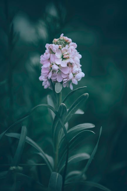Flowers & Plants - Closeup of gentle blooming stonecress flower wit #4056561