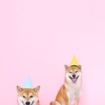 Cute Pets - Two happy Shiba Inu dogs wearing party hats on a #4588007