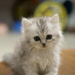 Cute Pets - Charming close-up portrait of a fluffy Persian k #4723579