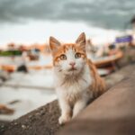 Cute Pets - Adorable ginger tabby cat sitting by a waterfron #5963487