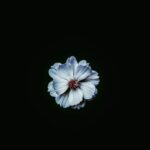 Flowers & Plants - A striking close-up of a blue flower isolated ag #6402924