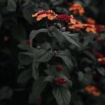 Flowers & Plants - Close-up of vibrant lantana flowers against dark #6565109