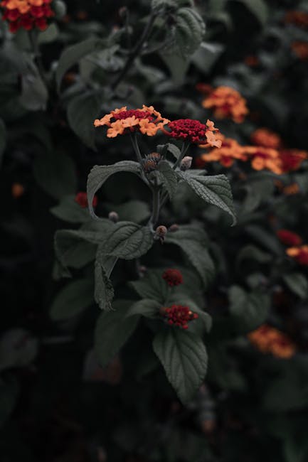 Flowers & Plants - Close-up of vibrant lantana flowers against dark #6565109