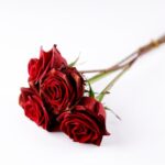 Flowers & Plants - A close-up of red roses on a white background, p #6616438