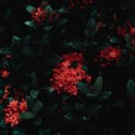 Flowers & Plants - From above of red gentle flowers in blossom on s #6924266