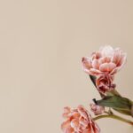 Flowers & Plants - Delicate pink flowers captured in a minimalist s #7291996