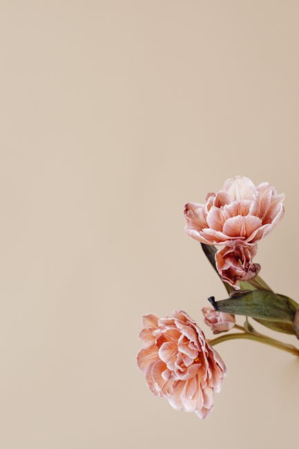 Flowers & Plants - Delicate pink flowers captured in a minimalist s #7291996