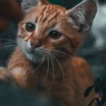 Cute Pets - Adorable ginger tabby kitten with bright eyes an #9787295