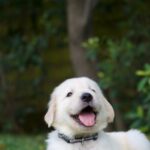 Cute Pets - Cute golden retriever puppy lying on grass with #9859511