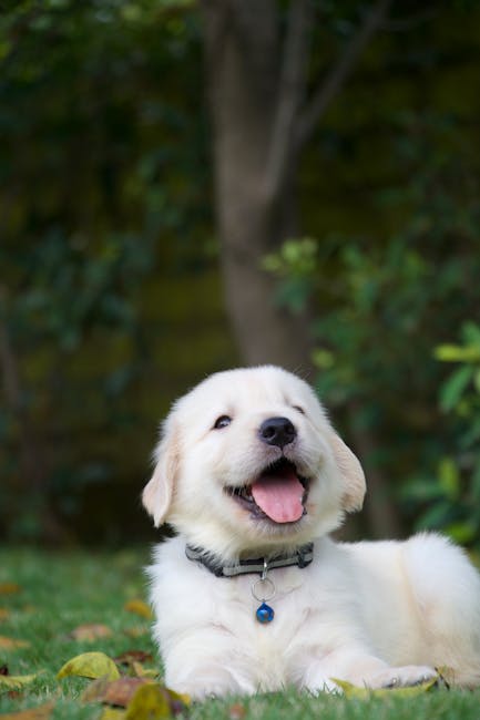 Cute Pets - Cute golden retriever puppy lying on grass with #9859511